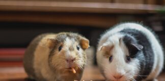 Comment contribuer au bien-être du cochon d’Inde ? Comment contribuer au bien-être du cochon d’Inde ?