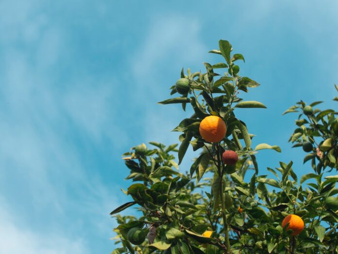 Comment faire l'entretien des arbres fruitiers ?