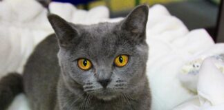 Le Chartreux : un chat royal ! Le Chartreux : un chat royal !