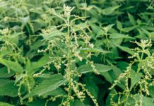 L’ortie pour soigner ses cheveux et ses ongles L’ortie pour soigner ses cheveux et ses ongles