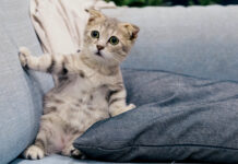 Rendez votre logement cat friendly Comment-rendre-votre-logement-cat-friendly-pour-que-votre-chat-arrete-enfin-de-massacrer-le-canape