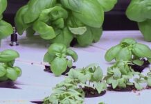 Agriculture du futur : des herbes fraîches toute l’année Des-herbes-fraiches-toute-lannee-grace-a-lagriculture-du-futur-La-Quotidienne