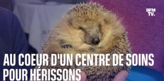 On vous explique pourquoi les hérissons sont amenés à disparaître Les-herissons-amenes-a-disparaitre-On-vous-explique-la-menace-qui-pese-sur-lespece