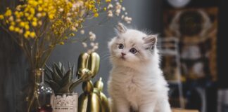 Comment éduquer son chat ? Comment éduquer son chat ?