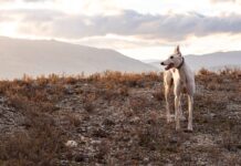 Le lévrier anglais, champion de la vitesse Le lévrier anglais, champion de la vitesse