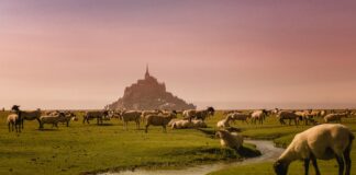 Une viande d’exception : l’agneau des prés-salés Une viande d'exception : l'agneau des prés-salés