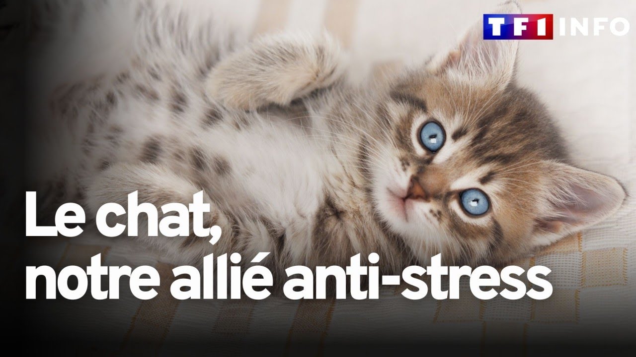 Pourquoi les chats nous rendent-ils heureux