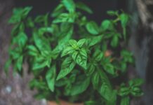Les plantes aromatiques : comment les cultiver et les utiliser en cuisine Les plantes aromatiques : comment les cultiver et les utiliser en cuisine