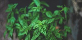 Les plantes aromatiques : comment les cultiver et les utiliser en cuisine Les plantes aromatiques : comment les cultiver et les utiliser en cuisine