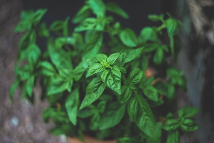 Les plantes aromatiques : comment les cultiver et les utiliser en cuisine