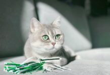 Miaulement des chats : décodez leurs langages Miaulement des chats : décodez leurs langages