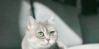 Miaulement des chats : décodez leurs langages Miaulement des chats : décodez leurs langages