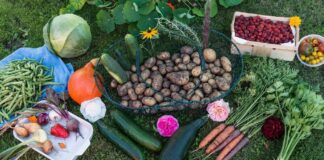 Conseils pour un potager urbain réussi : les erreurs à éviter 7f1b7cb8235d336900f025a1a8f01375