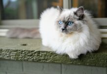 Chat : le Ragdoll va vous faire craquer Chat : le Ragdoll va vous faire craquer