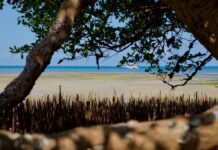 Mozambique : le Parc national de Maputo Mozambique : le Parc national de Maputo