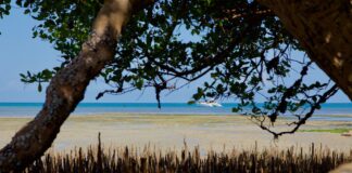 Mozambique : le Parc national de Maputo Mozambique : le Parc national de Maputo