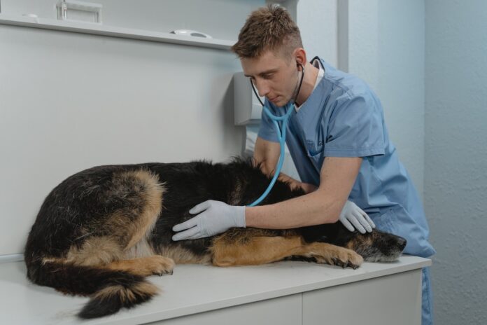 De l'importance des urgences vétérinaires