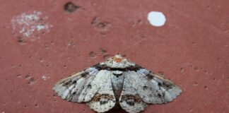 Les astuces pour se débarrasser des mites alimentaires Les astuces pour se débarrasser des mites alimentaires