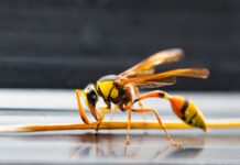 Comment se débarrasser des guêpes à la maison ? Comment se débarrasser des guêpes à la maison ?