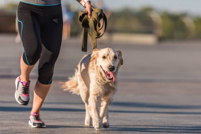 Adopter un chien : assurez-vous de pouvoir répondre à son besoin d'exercice !