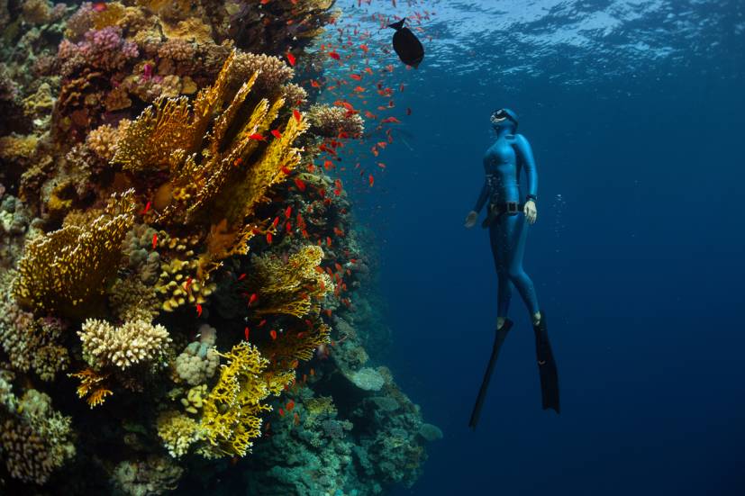 plongée sous-marine vs snorkeling
