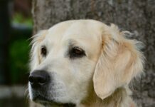 Comprendre pourquoi le Golden retriever est le préféré des familles Comprendre pourquoi le Golden retriever est le préféré des familles