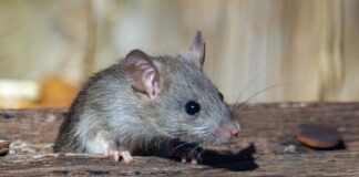 Guide sur l’extermination des souris à Granby : techniques et importance Guide sur l’extermination des souris à Granby : techniques et importance