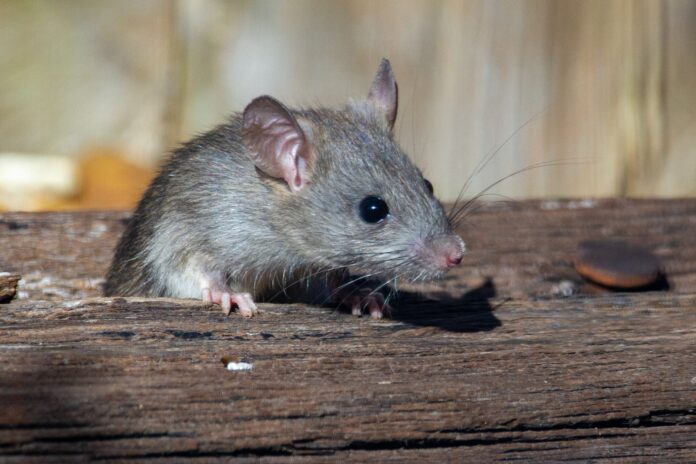 Guide sur l’extermination des souris à Granby : techniques et importance