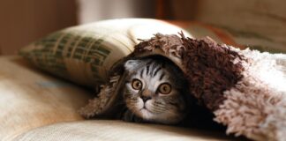 Le chat : un chasseur né ! Le chat : un chasseur né !