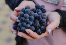 Pour une peau et des cheveux éclatants, pensez au raisin Le raisin, un allié pour une peau et des cheveux éclatants
