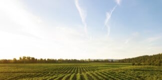 Comment différencier l’IGP et l’AOP ? Comment différencier l'IGP et l'AOP ?