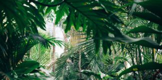 Décoration : découvrez la tendance jungle Décoration : découvrez la tendance jungle