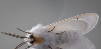 Mites vestimentaires et mites alimentaires : comment les différencier et s’en débarrasser Mites alimentaires et mites vestimentaires : comment les différencier et s’en débarrasser