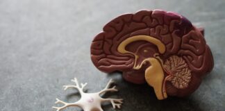 La noradrénaline, c’est quoi ? Noradrénaline : rôle, déficit, excès, c’est quoi ?