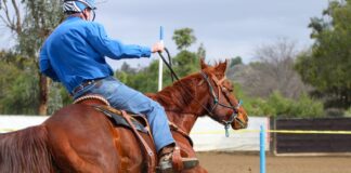 Le cheval, un allié contre l’AVC ? AVC : le cheval, un allié ?