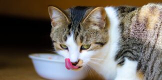 Bonne ou mauvaise idée de donner du lait à un chat ? Bonne ou très mauvaise idée de donner du lait à un chat ?