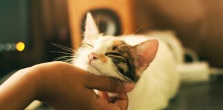 Eczéma du chat : comment le soigner ? Eczéma du chat : comment le soigner ?