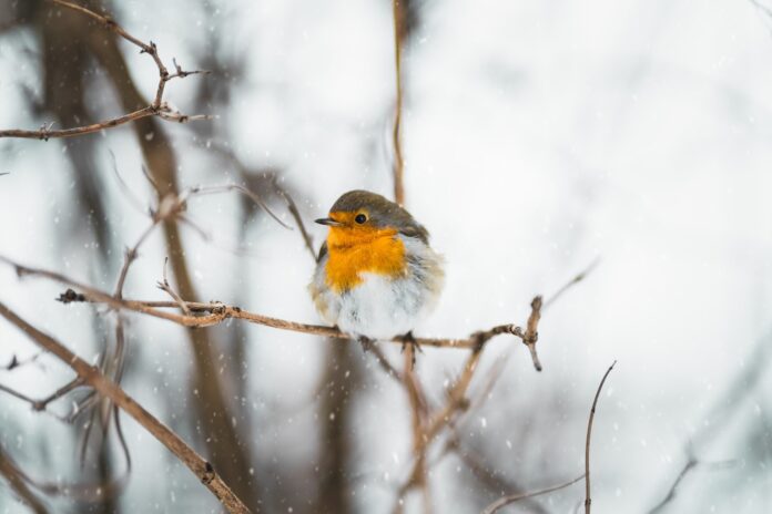 Oiseaux : comment faut-il les nourrir en hiver ?