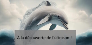À la découverte de l’ultrason ! 9d04668b6d54933fbbc106993d118c85_html_d89095138a8dc48