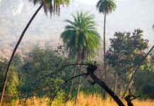 A la découverte des grands fauves du Rajasthan A la découverte des grands fauves du Rajasthan