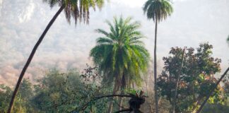 A la découverte des grands fauves du Rajasthan A la découverte des grands fauves du Rajasthan