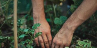 Biodiversité : jardinez autrement ! Biodiversité : jardinez autrement !