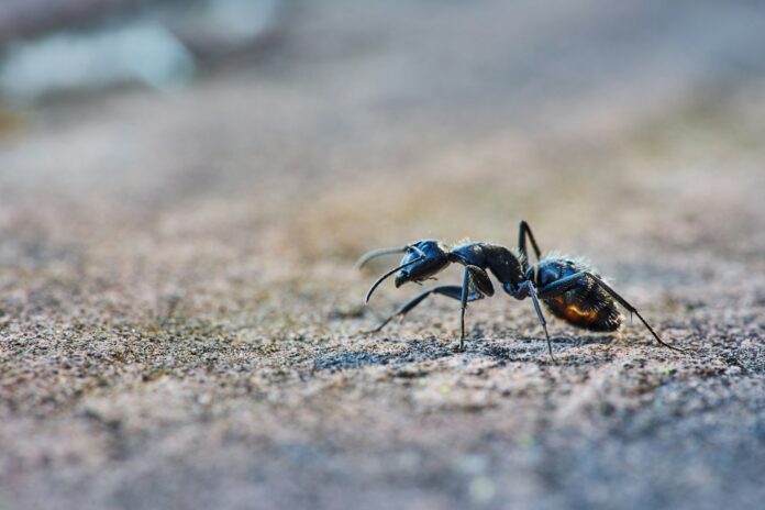 Comment éviter les fourmis dans la maison ?