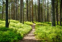 Comment les graines deviennent-elles des forêts ? Comment les graines deviennent-elles des forêts ?