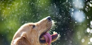 Coup de chaud chez votre chien : comment agir et prévenir ? Coup de chaud chez votre chien : comment agir et prévenir ?