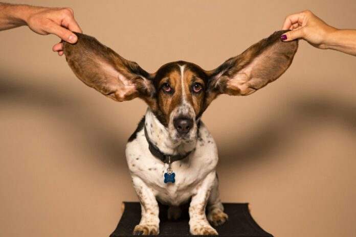 Pourquoi et comment nettoyer les oreilles de votre chien ?