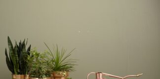 Quels sont les plantes d’intérieur les plus toxiques ? Quels sont les plantes d'intérieur les plus toxiques ?