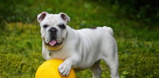 Quels sont les jouets préférés des chiens ? 9581872a01d0fd19783be3084d3e982b