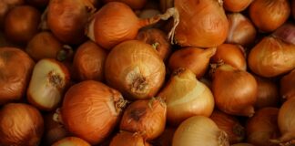 Oignons : pourquoi nous font-ils pleurer ? Oignons : pourquoi nous font-ils pleurer ?