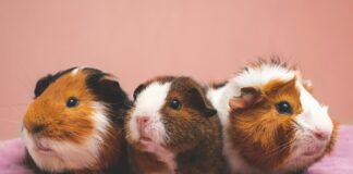 Pourquoi faire cohabiter plusieurs hamsters est une mauvaise idée Pourquoi faire cohabiter plusieurs hamsters est une mauvaise idée